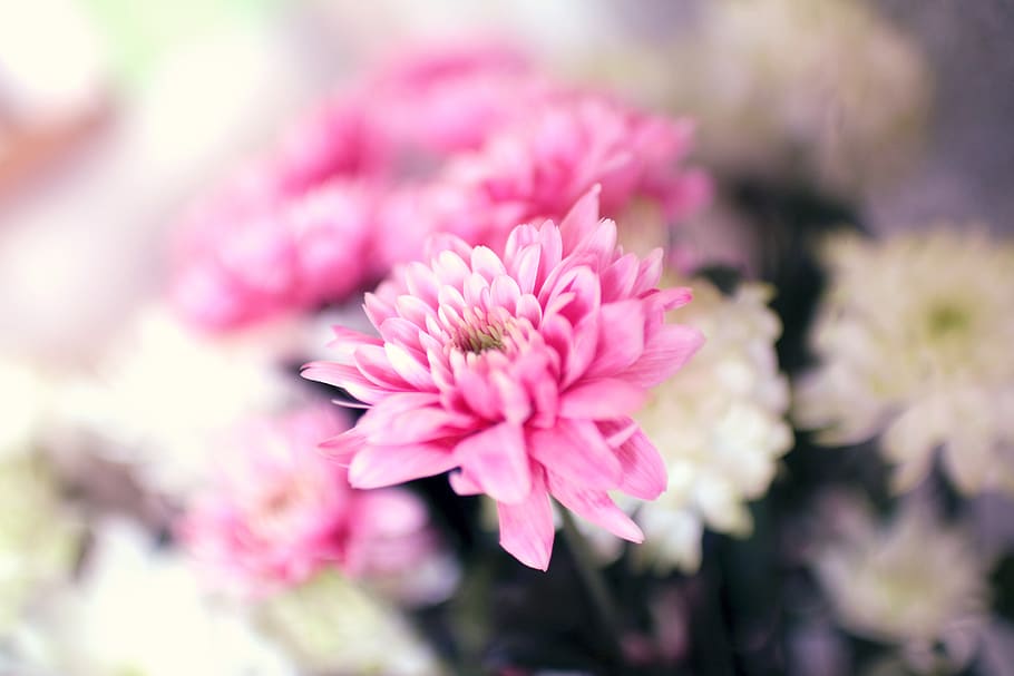 Selective Focus Photography of Pink Chrysanthemum Flower, botany HD wallpaper