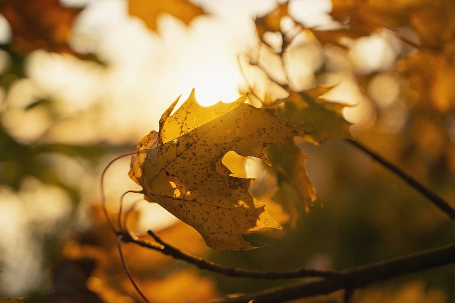 brown leaf, sunny, forest, tree, new, hope, autumn, sunlight HD wallpaper