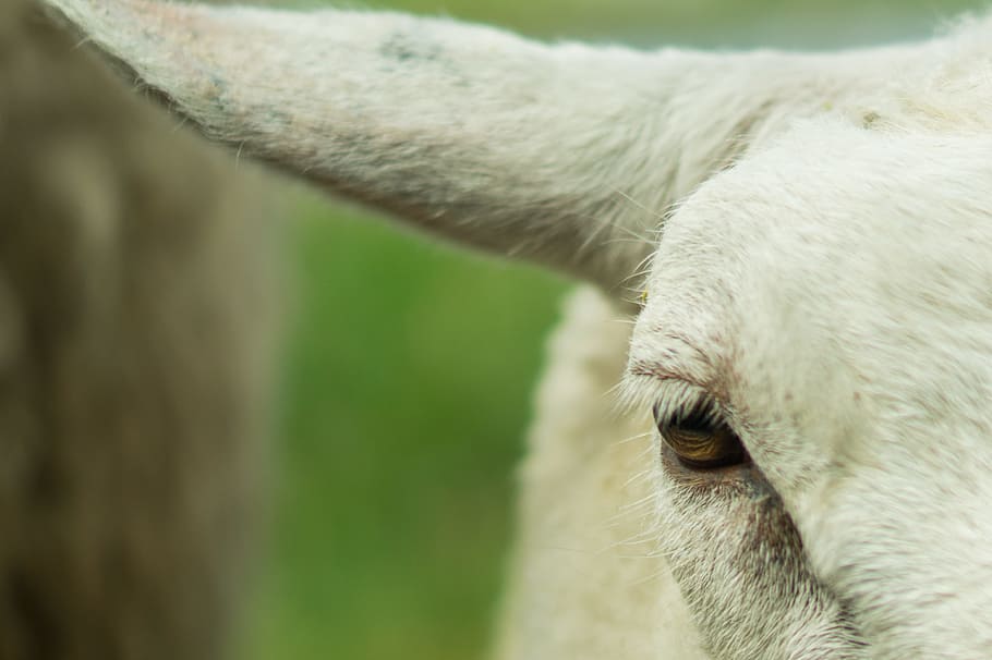 sheep, animal, eye, animal themes, one animal, livestock, mammal HD wallpaper