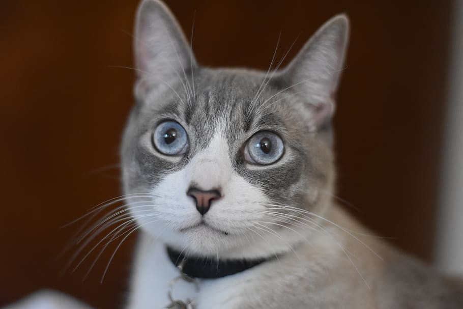 cat, blue eyes, domestic, pets, animal, animal themes, mammal HD wallpaper
