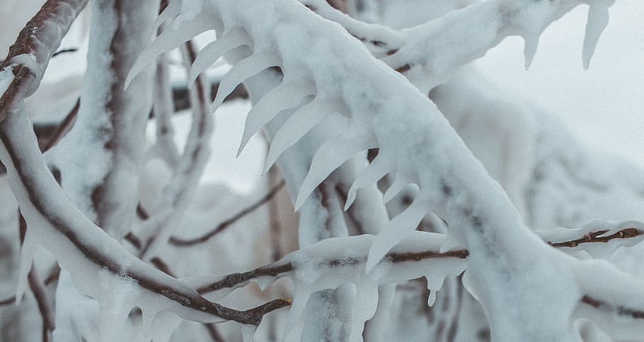 canada, goderich, frozen, winter, tree, ice, snow, no people HD wallpaper