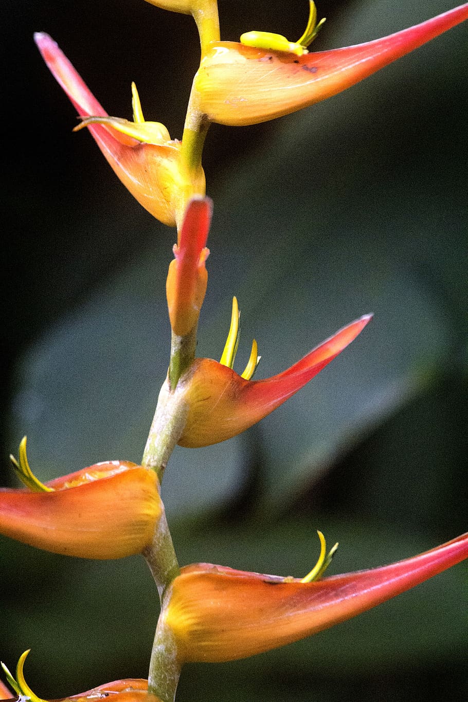 Free download | HD wallpaper: costa rica, manuel antonio, Flower, plant ...