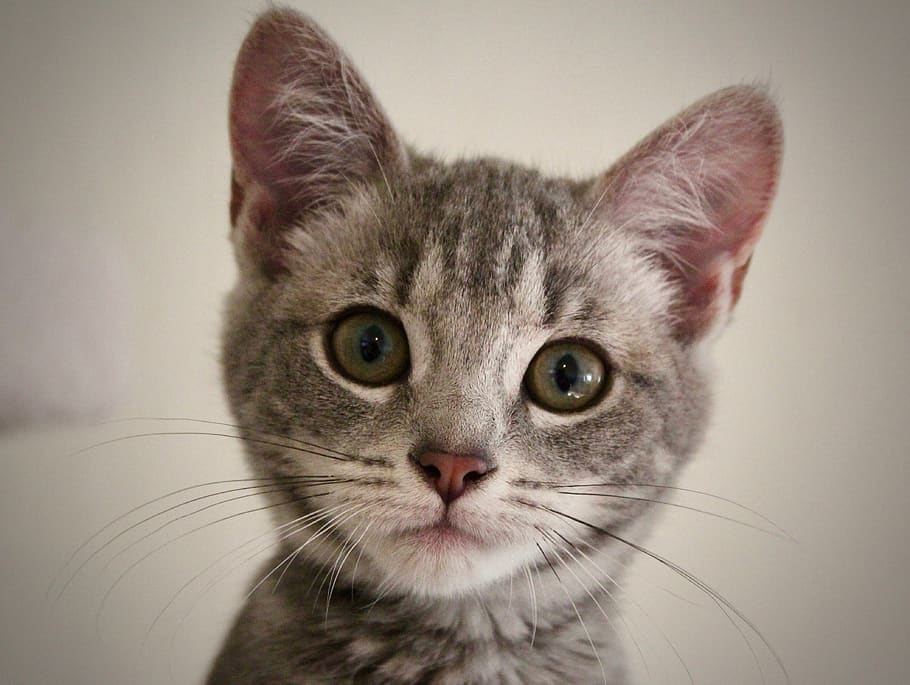 character, portrait, kitten, cute, green, grey, eyes, pet, cat HD wallpaper