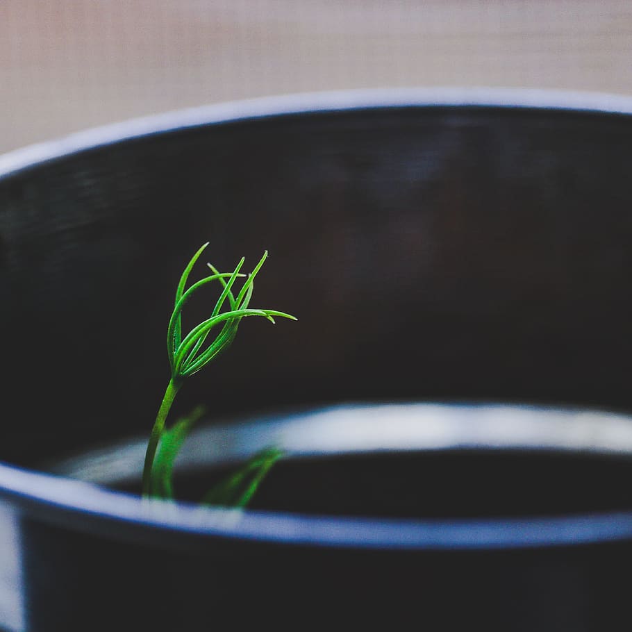 Green Plant, macro, leaf, plant part, green color, nature, growth HD wallpaper