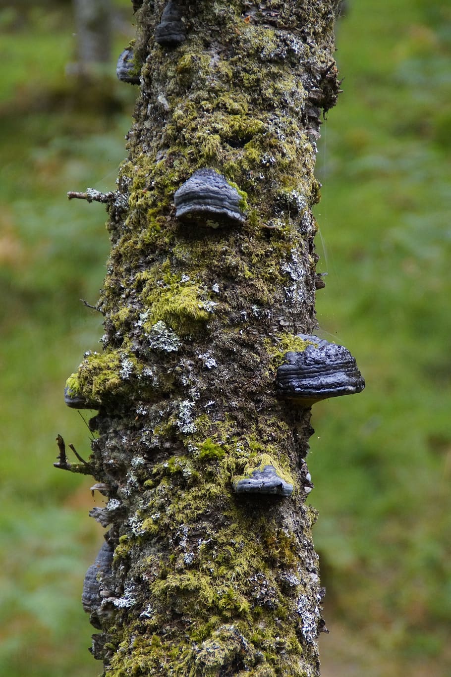 tribe, tree, log, fouling, overgrown, tree fungi, mushrooms HD wallpaper