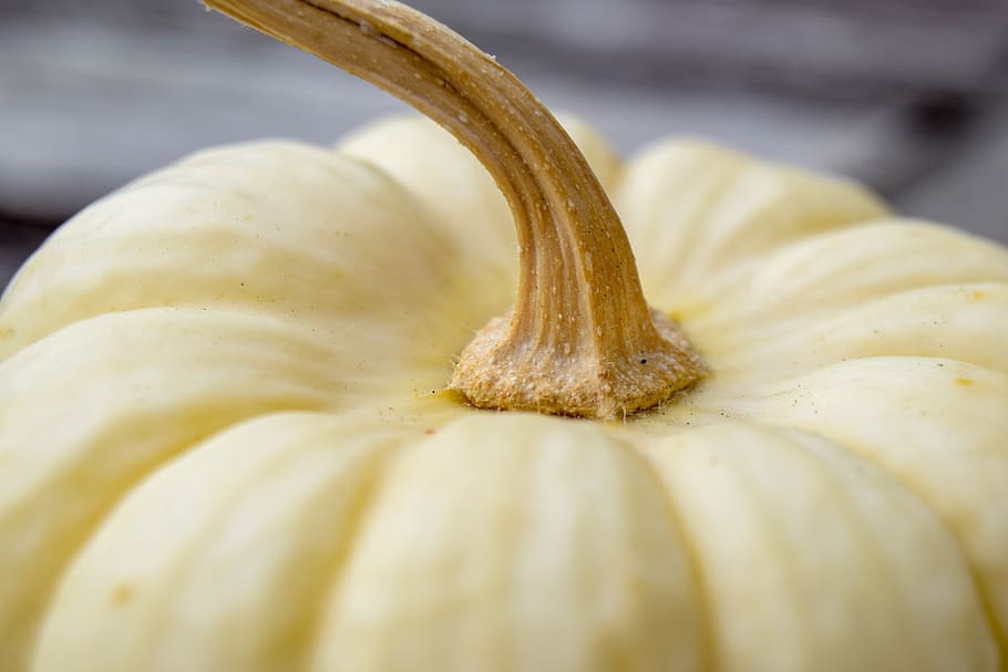 pumpkin, autumn, prydnadspumpa, food and drink, freshness, healthy eating, HD wallpaper