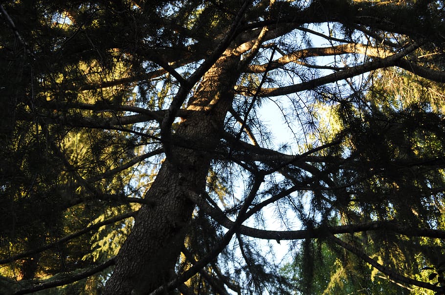 tree, branches, sky, plant, tree trunk, low angle view, nature HD wallpaper
