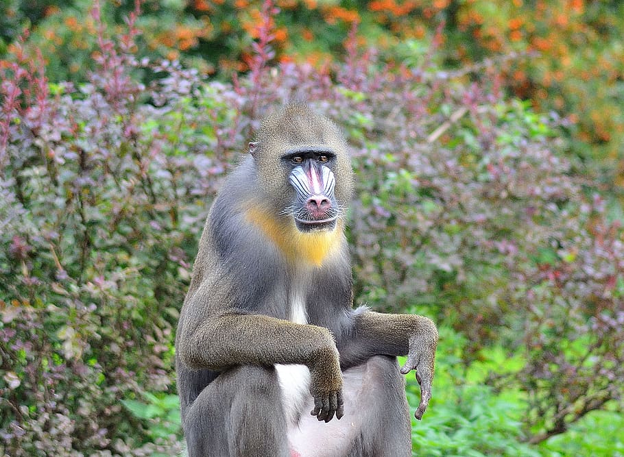 animals, monkey, face, animal wildlife, animals in the wild HD wallpaper