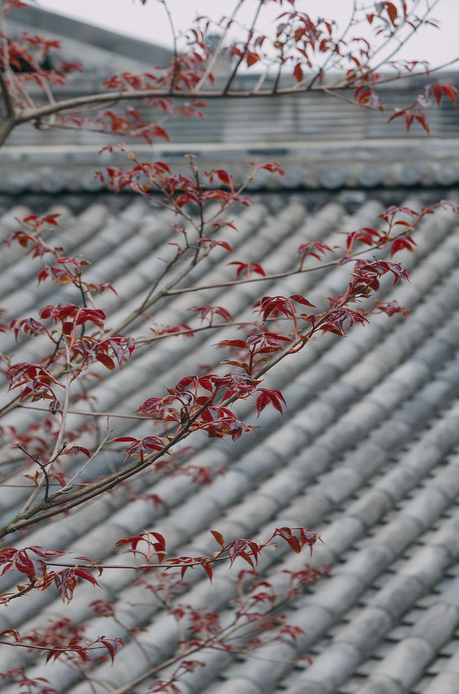 red-leafed tree, flock, animal, nature, outdoors, roof, blossom HD wallpaper