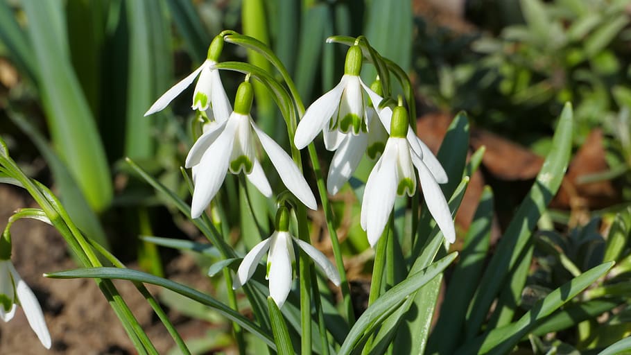 snowdrops, flowers, spring, garden, white, beautiful, early spring HD wallpaper