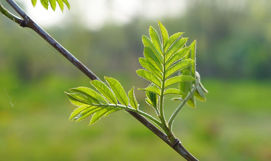 nature, plants, tree, branch, green, foliage, young, spring HD wallpaper