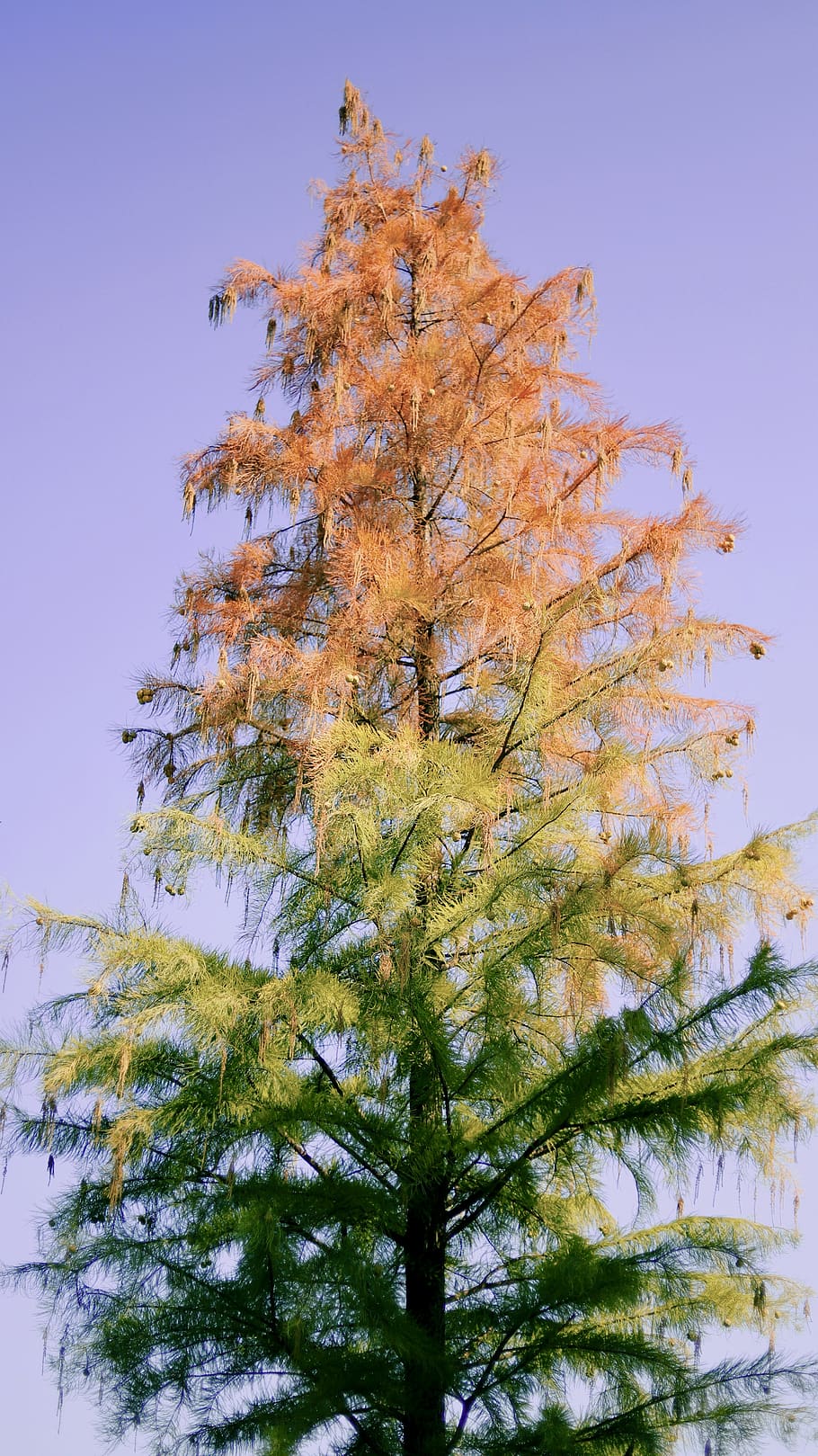 green and brown pine tree, conifer, plant, flora, larch, abies HD wallpaper