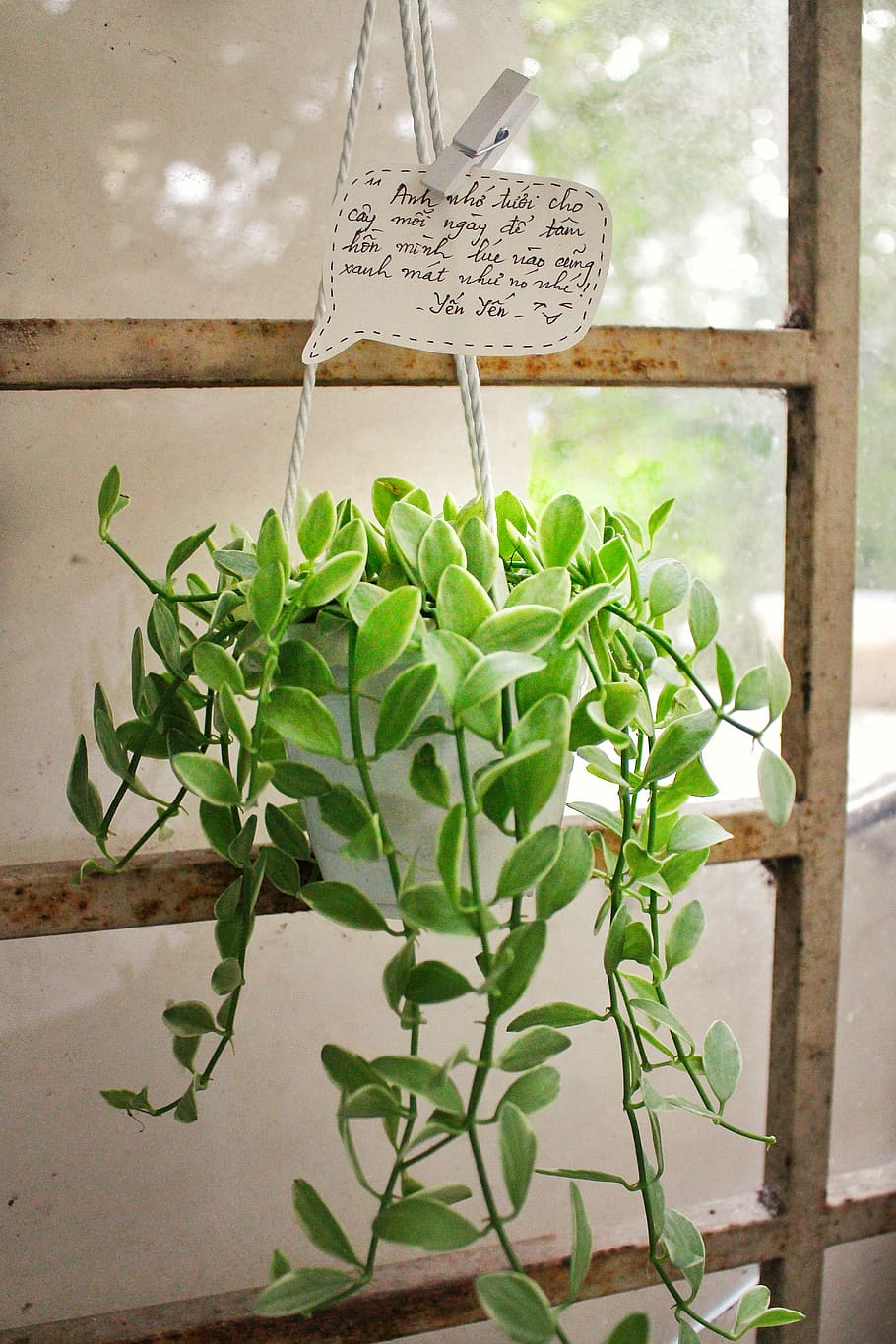 green devil's ivy plant, text, western script, communication HD wallpaper