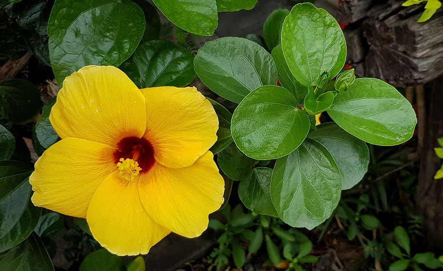 hibiscus, full, bloom, yellow, red, nature, flower, leaf, flora HD wallpaper