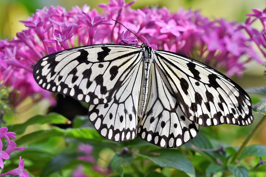 butterfly, tropical butterfly, exotic, insect, wing, large butterfly HD wallpaper