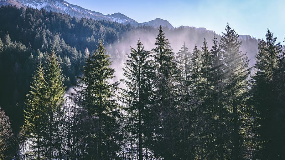 green pine tree during daytime, plant, fir, abies, italy, conifer HD wallpaper