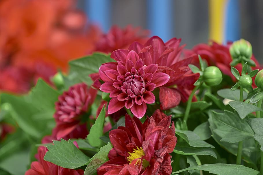 flower, garden, red, flora, petals, flowering, flowers, nature HD wallpaper