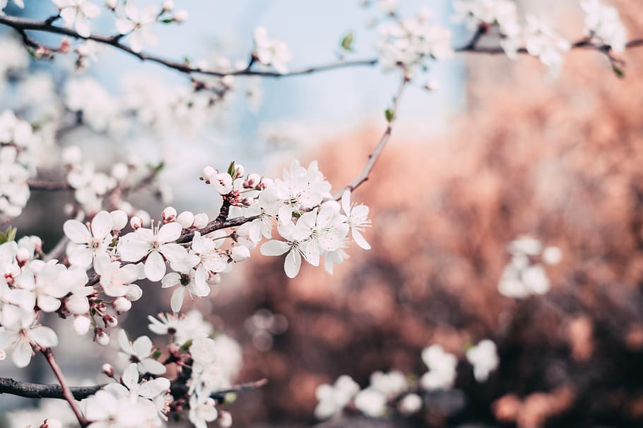 Close-up Photography of Cherry Blossoms, apple, blooming, blur, HD wallpaper
