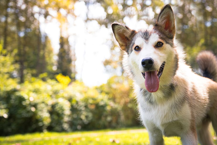 canada, vancouver, one animal, animal themes, dog, canine, mammal HD wallpaper