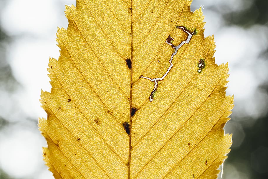 one yellow leaf, veins, marloffstein, atzelsberg, germany, flora HD wallpaper
