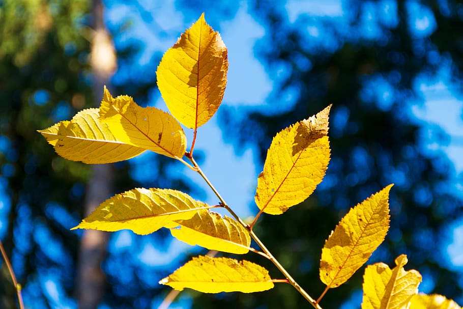 leaf, autumn, yellow, nature, fall color, fall leaves, autumn colours HD wallpaper