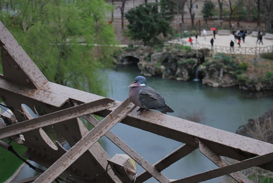 structure, eiffel tower, metal, pigeon, vertebrate, bird, animal HD wallpaper
