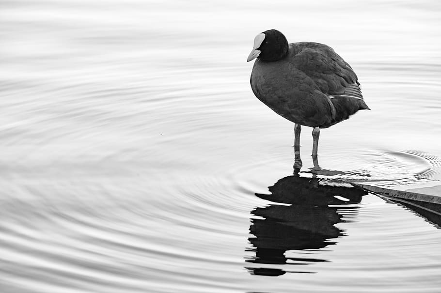 bird, water, duck, coot, nature, water bird, animal, lake, plumage HD wallpaper