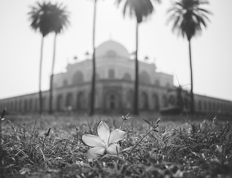 monument, history, historical, love, flower, humayun's tomb, HD wallpaper