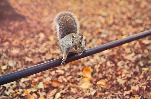 A squirrel sitting on a metal pipe over autumn leaves with its tail up HD wallpaper