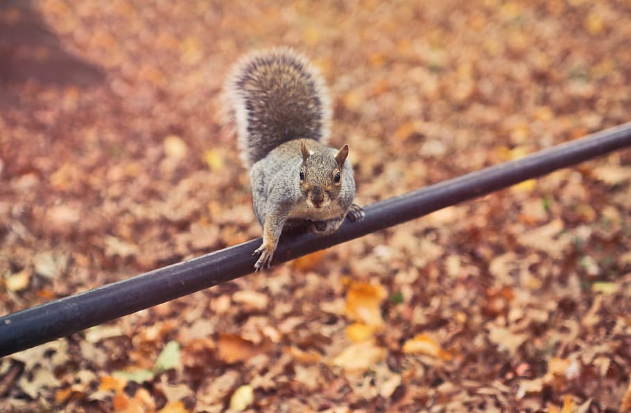 A squirrel sitting on a metal pipe over autumn leaves with its tail up HD wallpaper