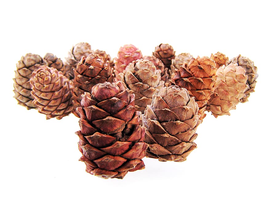 christmas, cones, cold, decoration, forest, isolated, nature HD wallpaper