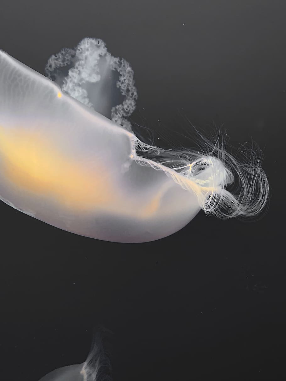 white jelly fish, black background, indoors, smoke - physical structure HD wallpaper