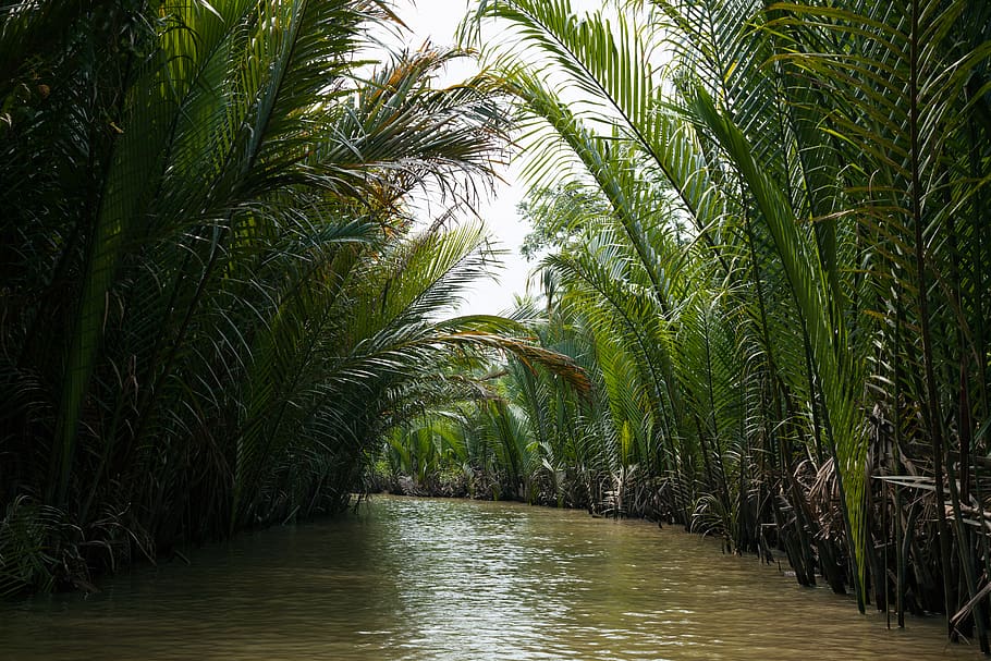 river surrounded by palm trees, plant, water, growth, nature HD wallpaper