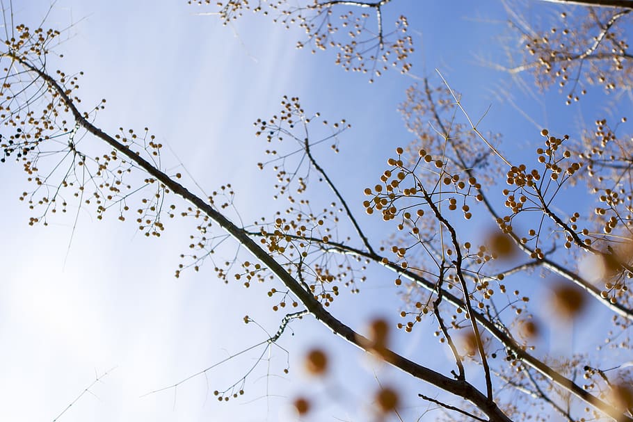 Low Angle Photography Of Tree, branch, perspective, plant, low angle view HD wallpaper