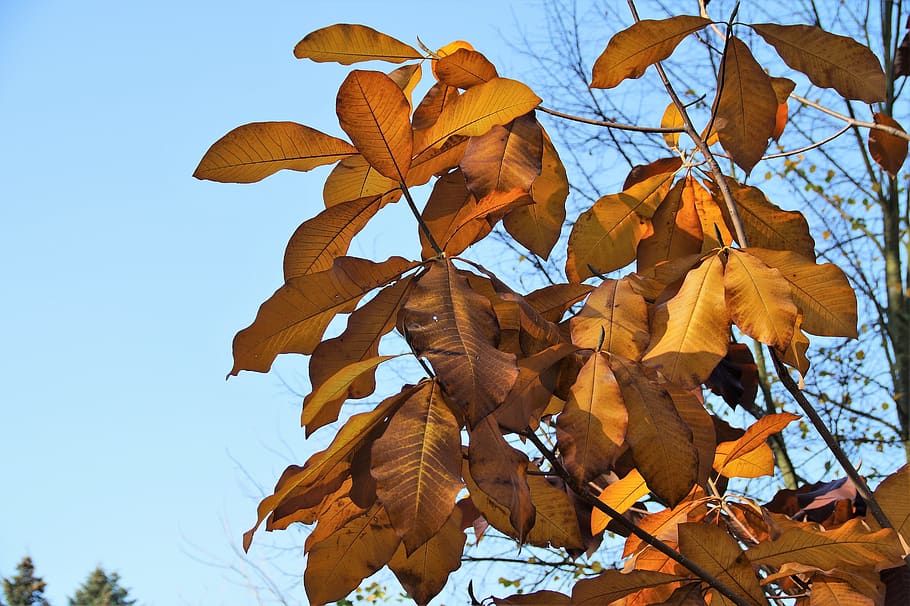 tree, foliage, autumn, colored, colors of autumn, shines through HD wallpaper