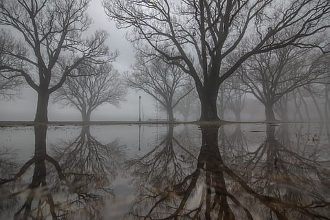Large trees with their reflections on the water on a foggy day HD wallpaper