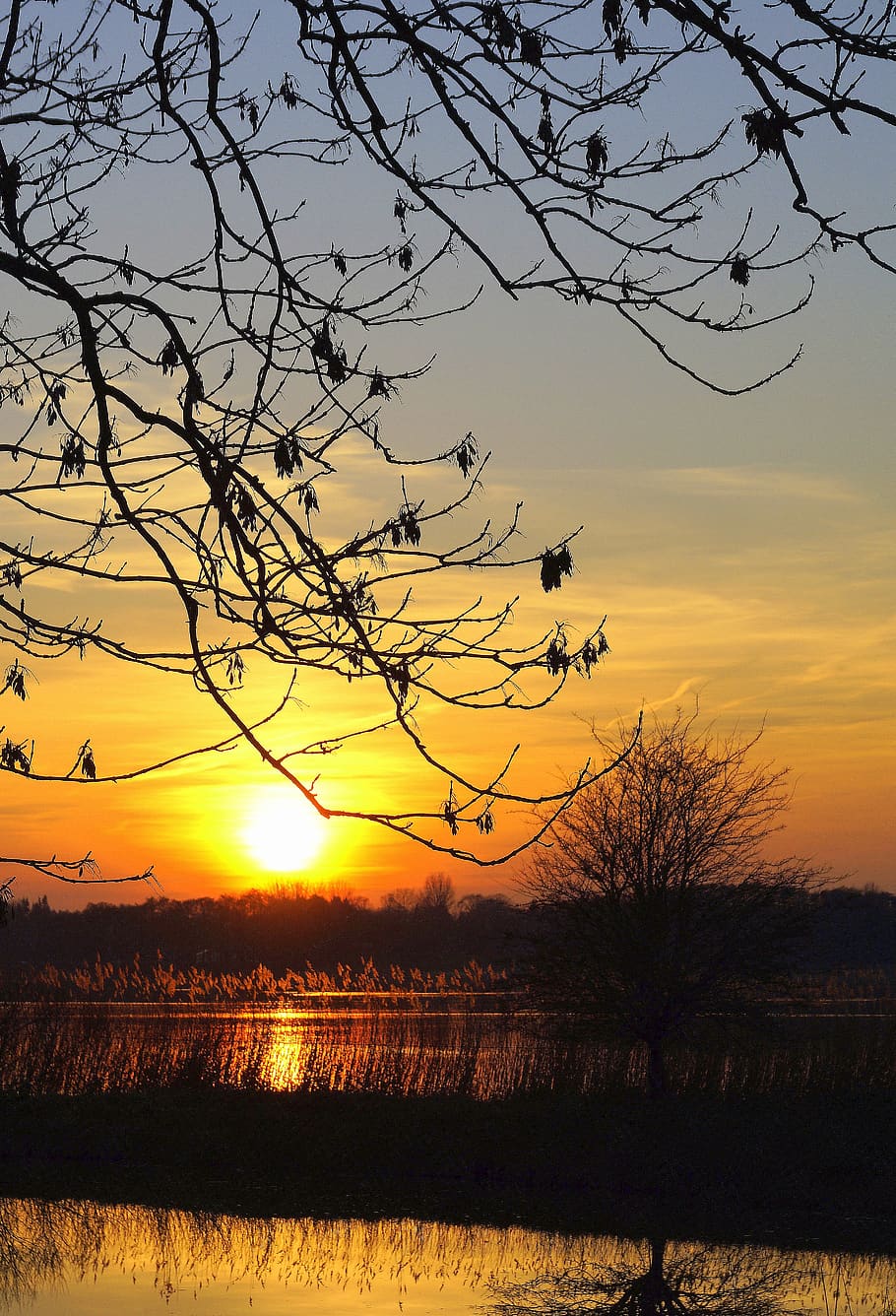 sunset, branches, aesthetic, nature, orange, portrait, lake