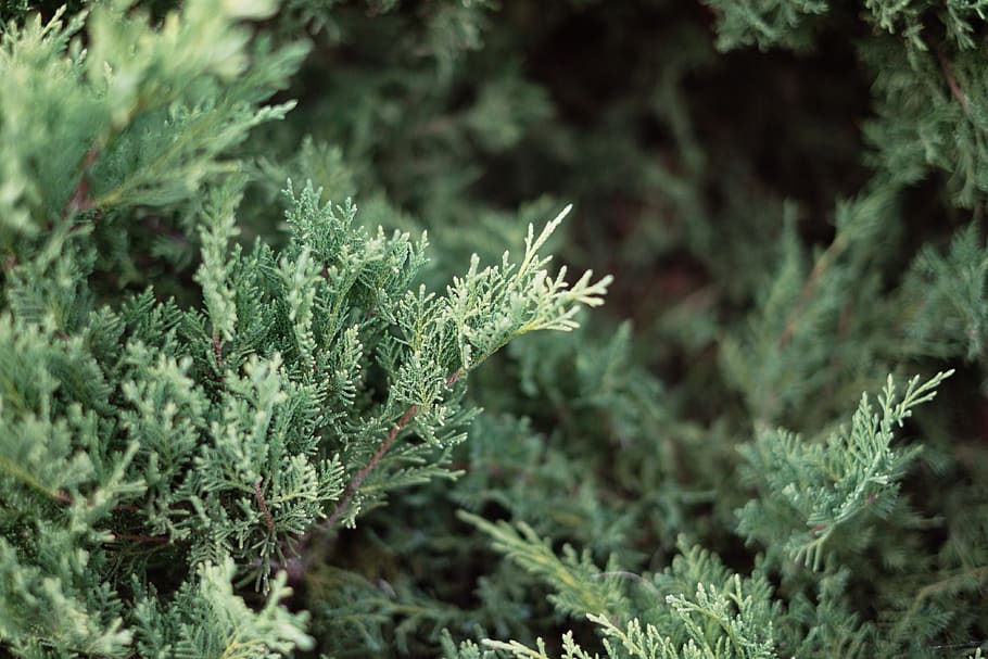 Shrub-juniper 1080P, 2K, 4K, 5K HD wallpapers free download | Wallpaper