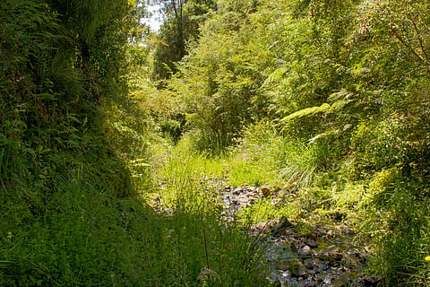 chile, ancud, chiloe, rivers, nature, naturaleza, native forest HD wallpaper