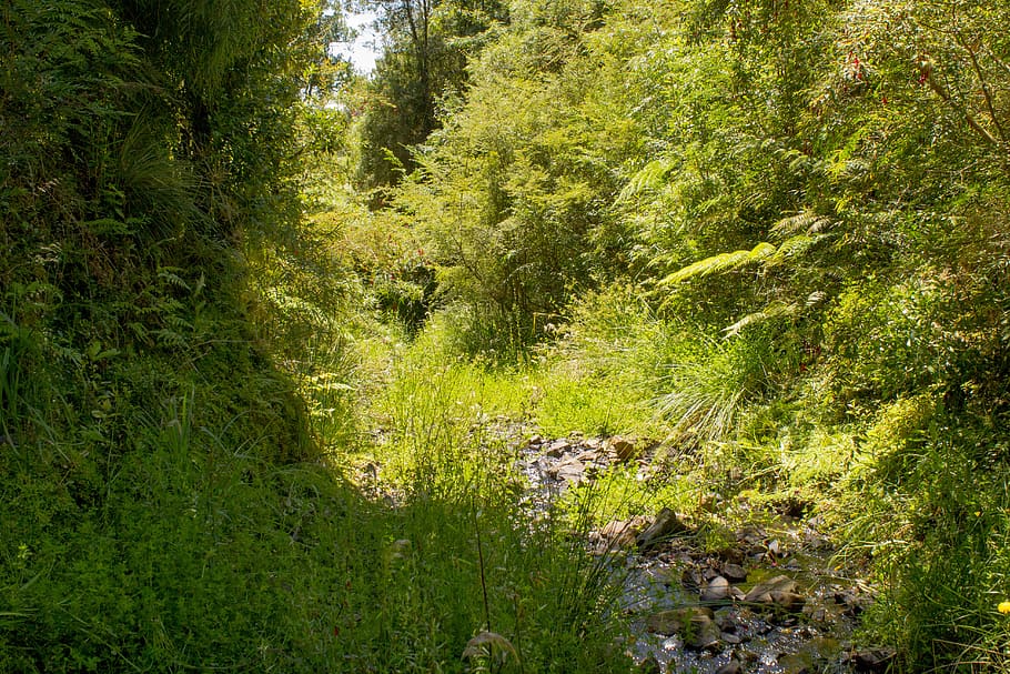chile, ancud, chiloe, rivers, nature, naturaleza, native forest HD wallpaper