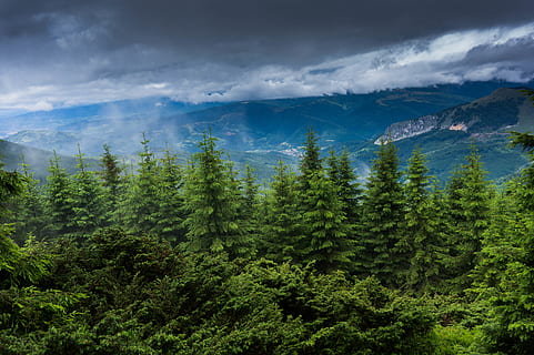 Green Forest, conifer, daylight, environment, evergreen, nature HD wallpaper
