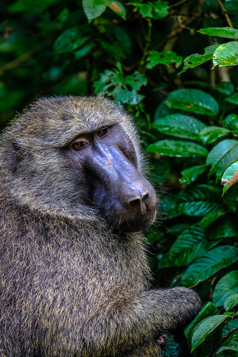 brown monkey near tree during daytime, animal, wildlife, mammal