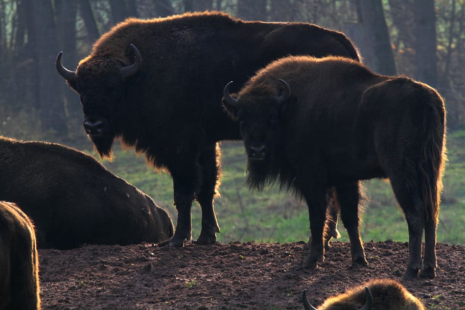 wisent, buffalo, bison, massive, beef, horns, animal, zoo, large HD wallpaper