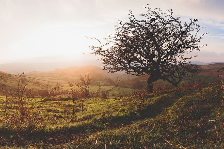 green leafless tree, hope valley, united kingdom, flora, plant HD wallpaper