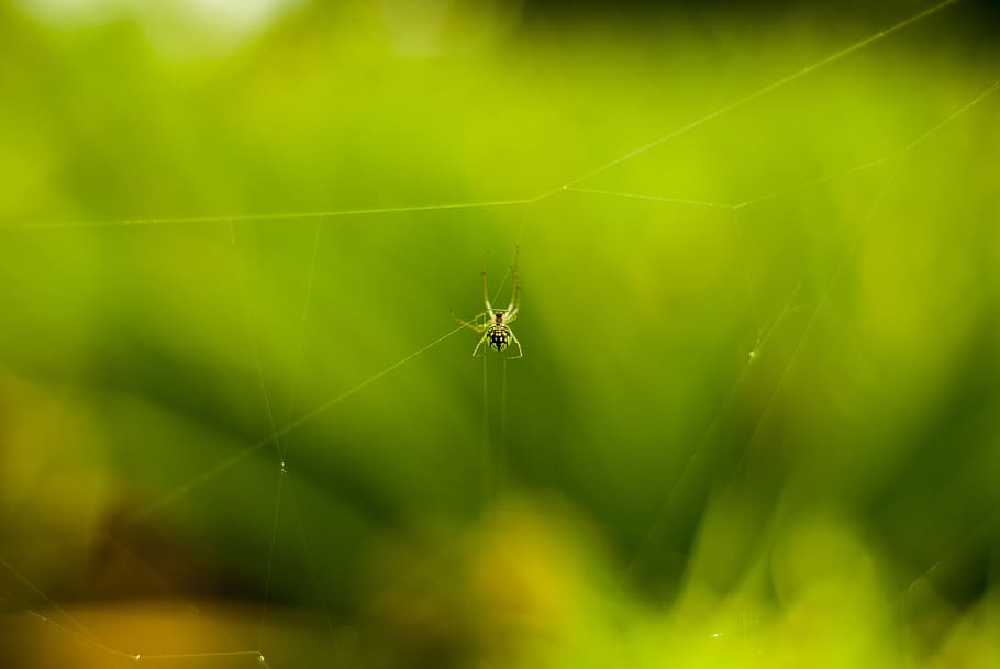 spider, small, insect, invertebrate, animal themes, arachnid HD wallpaper