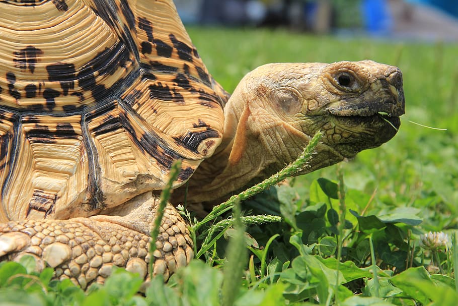 turtle, creatures, natural, water creatures, animal, reptiles HD wallpaper