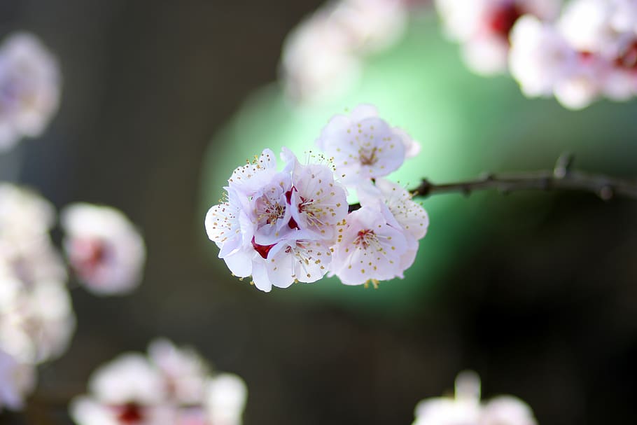 flowers, white, spring, tree, casey, nature, supplies, nice HD wallpaper