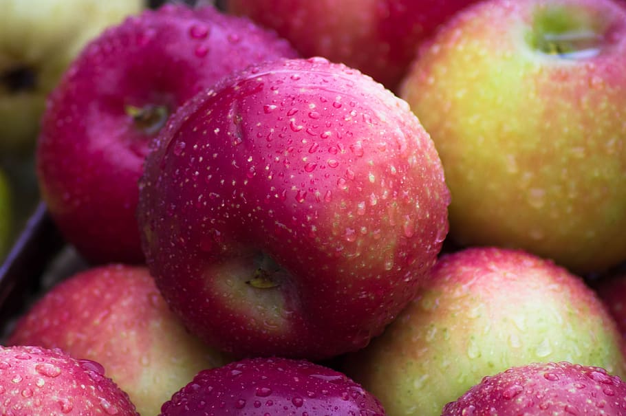 apples, fruit, fall, harvest, food, food and drink, healthy eating HD wallpaper
