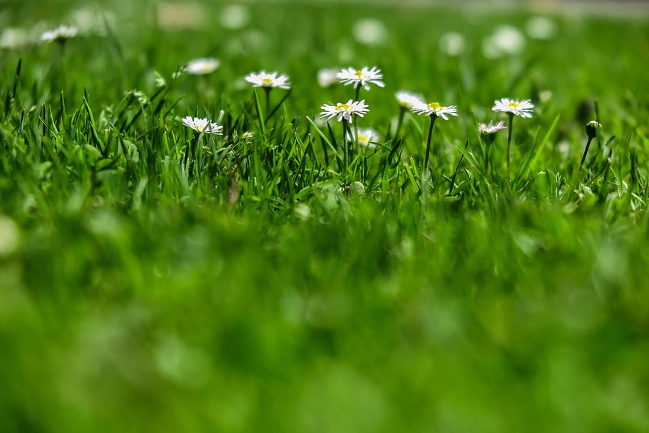 Field of green grass with small white blooms, glowing in the sun, HD wallpaper