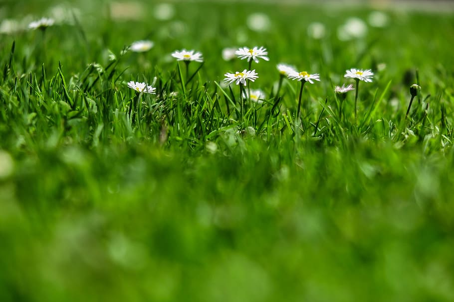 Field of green grass with small white blooms, glowing in the sun HD wallpaper